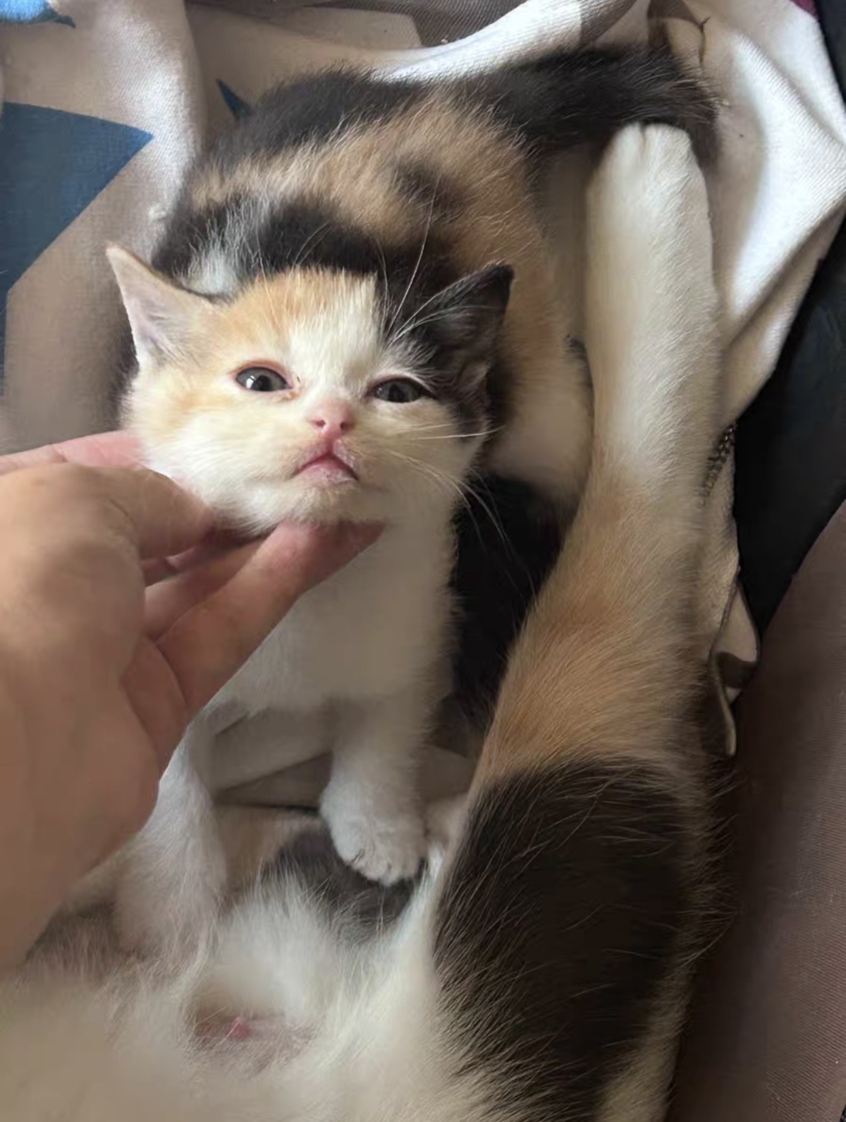 英短三花妹妹 超级可爱大包子脸疫苗两针,驱虫两次 性格活泼粘人,十分可爱